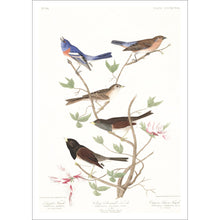 Load image into Gallery viewer, Lazuli Finch Clay-Coloured Finch and Oregon Snow Finch Print by John Audubon