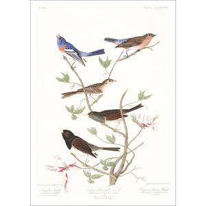 Lazuli Finch Clay-Coloured Finch and Oregon Snow Finch Print by John Audubon