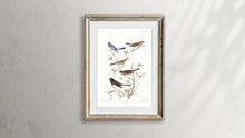 Load image into Gallery viewer, Lazuli Finch Clay-Coloured Finch and Oregon Snow Finch Print by John Audubon