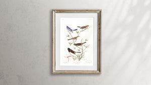 Lazuli Finch Clay-Coloured Finch and Oregon Snow Finch Print by John Audubon