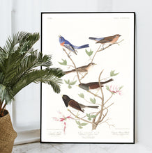 Load image into Gallery viewer, Lazuli Finch Clay-Coloured Finch and Oregon Snow Finch Print by John Audubon