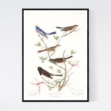 Load image into Gallery viewer, Lazuli Finch Clay-Coloured Finch and Oregon Snow Finch Print by John Audubon