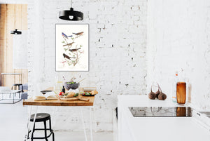 Lazuli Finch Clay-Coloured Finch and Oregon Snow Finch Print by John Audubon