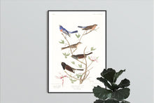 Load image into Gallery viewer, Lazuli Finch Clay-Coloured Finch and Oregon Snow Finch Print by John Audubon