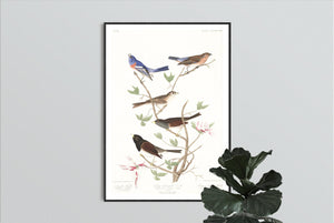 Lazuli Finch Clay-Coloured Finch and Oregon Snow Finch Print by John Audubon