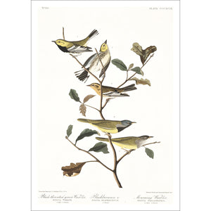 Black-Throated Green Warbler Blackburnian Warbler and Mourning Warbler  Print by John Audubon