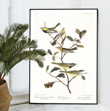 Load image into Gallery viewer, Black-Throated Green Warbler Blackburnian Warbler and Mourning Warbler  Print by John Audubon