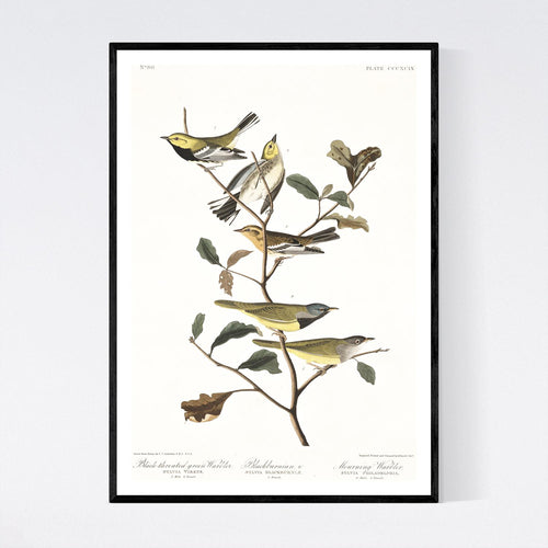 Black-Throated Green Warbler Blackburnian Warbler and Mourning Warbler  Print by John Audubon