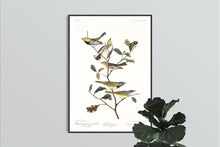 Load image into Gallery viewer, Black-Throated Green Warbler Blackburnian Warbler and Mourning Warbler  Print by John Audubon