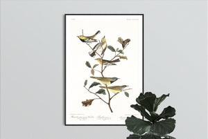 Black-Throated Green Warbler Blackburnian Warbler and Mourning Warbler  Print by John Audubon