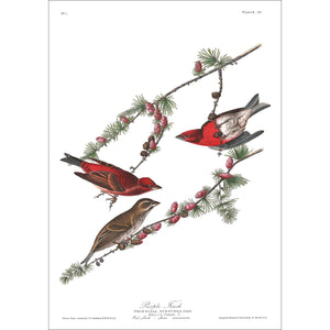 Purple Finch Print by John Audubon