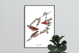 Purple Finch Print by John Audubon