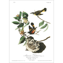 Load image into Gallery viewer, American Redstart Print by John Audubon