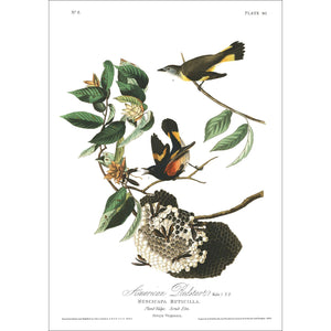 American Redstart Print by John Audubon