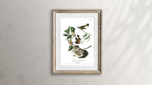Load image into Gallery viewer, American Redstart Print by John Audubon