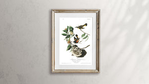 American Redstart Print by John Audubon