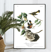 Load image into Gallery viewer, American Redstart Print by John Audubon