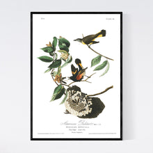 Load image into Gallery viewer, American Redstart Print by John Audubon