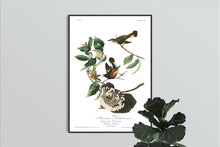 Load image into Gallery viewer, American Redstart Print by John Audubon