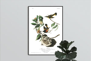 American Redstart Print by John Audubon