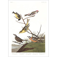 Load image into Gallery viewer, Ankansaw Siskin Mealy Red-Poll Louisiana Tanager Townsend&#39;s Finch and Buff-Breasted Finch Print by John Audubon
