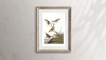 Load image into Gallery viewer, Ankansaw Siskin Mealy Red-Poll Louisiana Tanager Townsend&#39;s Finch and Buff-Breasted Finch Print by John Audubon