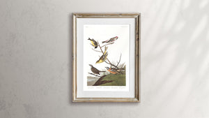 Ankansaw Siskin Mealy Red-Poll Louisiana Tanager Townsend's Finch and Buff-Breasted Finch Print by John Audubon
