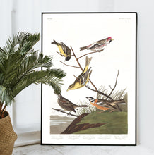Load image into Gallery viewer, Ankansaw Siskin Mealy Red-Poll Louisiana Tanager Townsend&#39;s Finch and Buff-Breasted Finch Print by John Audubon