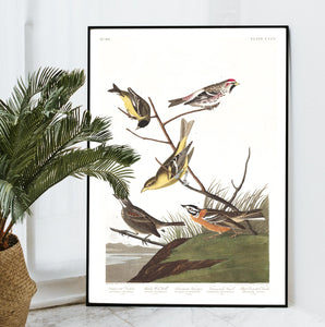 Ankansaw Siskin Mealy Red-Poll Louisiana Tanager Townsend's Finch and Buff-Breasted Finch Print by John Audubon