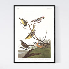Load image into Gallery viewer, Ankansaw Siskin Mealy Red-Poll Louisiana Tanager Townsend&#39;s Finch and Buff-Breasted Finch Print by John Audubon