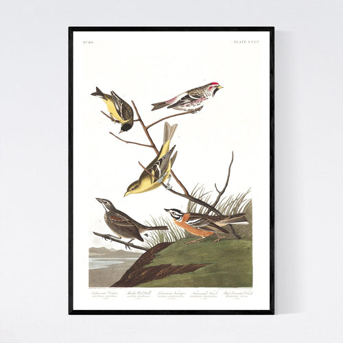 Ankansaw Siskin Mealy Red-Poll Louisiana Tanager Townsend's Finch and Buff-Breasted Finch Print by John Audubon