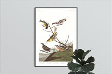 Load image into Gallery viewer, Ankansaw Siskin Mealy Red-Poll Louisiana Tanager Townsend&#39;s Finch and Buff-Breasted Finch Print by John Audubon