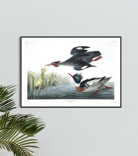 Red-Breasted Merganser Print by John Audubon