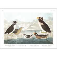 Load image into Gallery viewer, Black-Throated Guillemot Nobbed-Billed Auk Curled-Crested Auk and Horned-Billed Guillemot Print by John Audubon