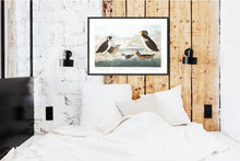 Load image into Gallery viewer, Black-Throated Guillemot Nobbed-Billed Auk Curled-Crested Auk and Horned-Billed Guillemot Print by John Audubon