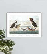 Load image into Gallery viewer, Black-Throated Guillemot Nobbed-Billed Auk Curled-Crested Auk and Horned-Billed Guillemot Print by John Audubon