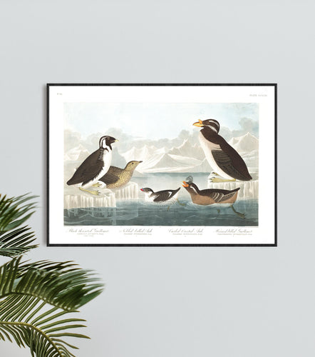 Black-Throated Guillemot Nobbed-Billed Auk Curled-Crested Auk and Horned-Billed Guillemot Print by John Audubon