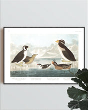 Load image into Gallery viewer, Black-Throated Guillemot Nobbed-Billed Auk Curled-Crested Auk and Horned-Billed Guillemot Print by John Audubon