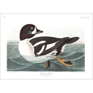 Golden-Eye Duck Print by John Audubon