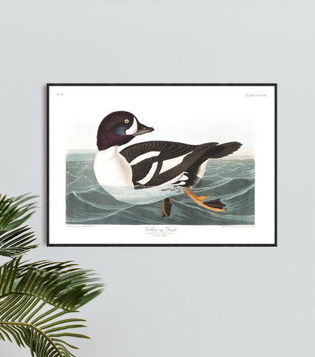 Golden-Eye Duck Print by John Audubon