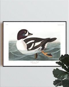Golden-Eye Duck Print by John Audubon