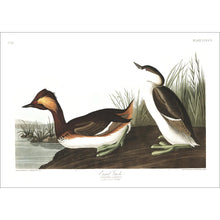 Load image into Gallery viewer, Eared Grebe Print by John Audubon