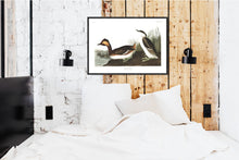 Load image into Gallery viewer, Eared Grebe Print by John Audubon