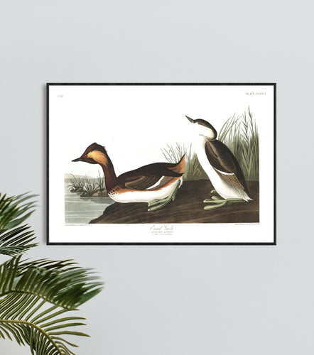 Eared Grebe Print by John Audubon