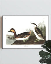 Load image into Gallery viewer, Eared Grebe Print by John Audubon