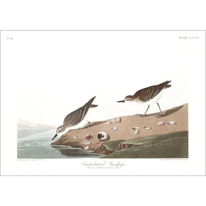 Semipalmated Sandpiper Print by John Audubon