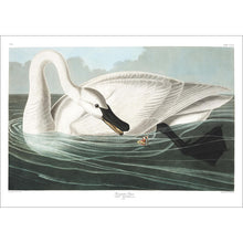 Load image into Gallery viewer, Trumpeter Swan Print by John Audubon