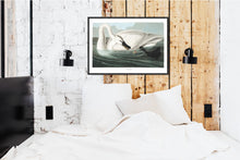 Load image into Gallery viewer, Trumpeter Swan Print by John Audubon