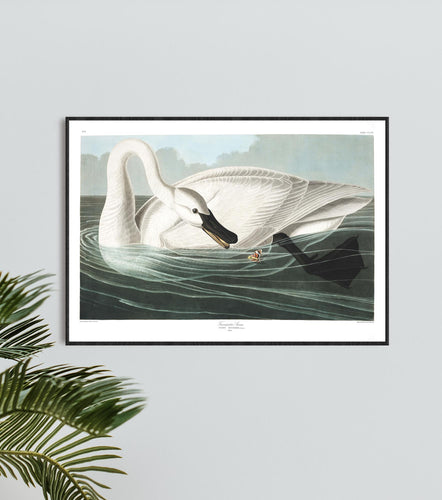 Trumpeter Swan Print by John Audubon