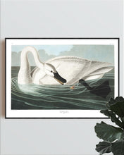 Load image into Gallery viewer, Trumpeter Swan Print by John Audubon
